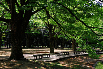 Fototapeta na wymiar Summer park landscape with abundant greenery of trees