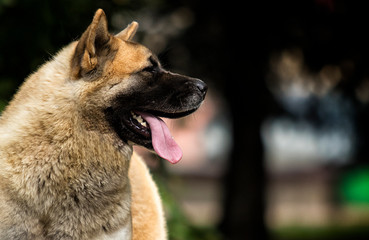 portrait of an American Akita dog on grass background