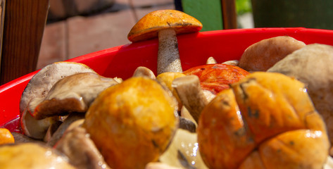 plucked mushrooms lie in the basin in the water. the harvest of mushrooms is washed in the pelvis.