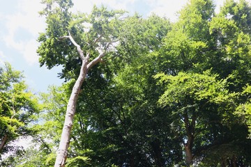 Fototapeta premium Tree doewat in aummertime
