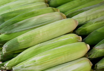 Fresh green healthy corncobs in rows on local market, image for background.