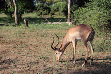 Schwarzfersenantilope / Impala / Aepyceros melampus