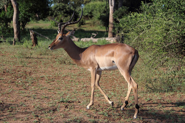 Schwarzfersenantilope / Impala / Aepyceros melampus