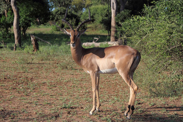 Schwarzfersenantilope / Impala / Aepyceros melampus