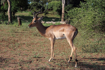 Schwarzfersenantilope / Impala / Aepyceros melampus