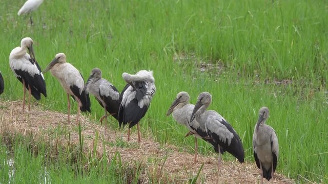 Asian Openbill Scientific name: Anastomus oscitans held in the family Stork (Ciconiidae) is a small bird in this family.