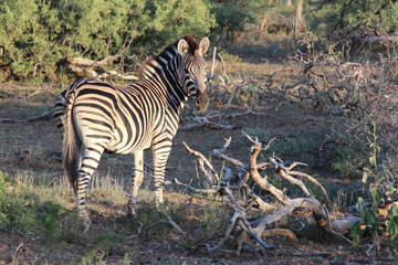 Steppenzebra / Burchell's zebra / Equus burchellii