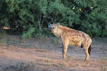 Tüpfelhyäne / Spotted hyaena / Crocuta crocuta