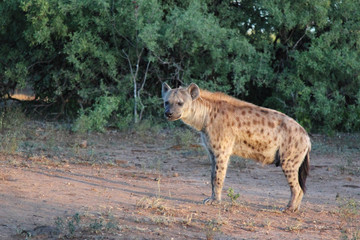 Tüpfelhyäne / Spotted hyaena / Crocuta crocuta