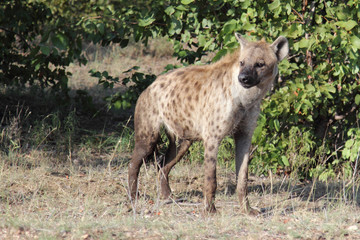 Naklejka na ściany i meble Tüpfelhyäne / Spotted hyaena / Crocuta crocuta