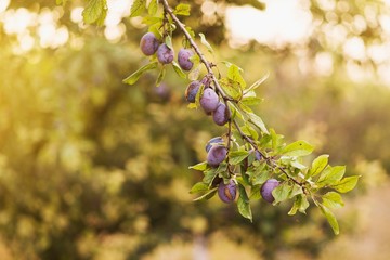 scene of garden plum tree isolated. orchard plums fruit. branch of plum fruit.