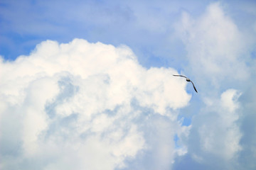 A single seagull flying in the blue sky