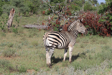 Obraz premium Steppenzebra / Burchell's zebra / Equus burchellii