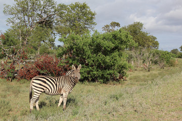 Obraz premium Steppenzebra / Burchell's zebra / Equus burchellii