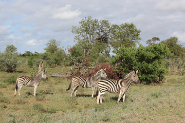 Obraz premium Steppenzebra / Burchell's zebra / Equus burchellii