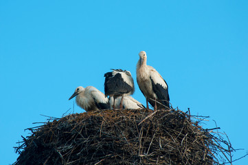 Stork birds on the nest on a beautiful day on the blue sky background
