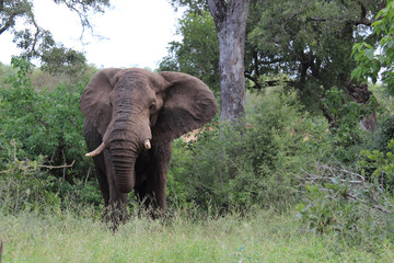 Afrikanischer Elefant / African elephant / Loxodonta africana