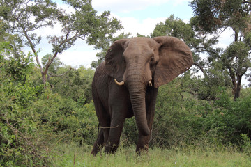 Afrikanischer Elefant / African elephant / Loxodonta africana