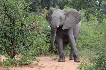 Fototapeta premium Afrikanischer Elefant / African elephant / Loxodonta africana