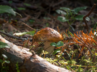 Mushroom with an orange hat on a white stem in the branches of pine and spruce, green grass, close-up, macro