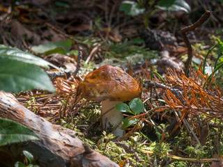 Mushroom with an orange hat on a white stem in the branches of pine and spruce, green grass, close-up, macro