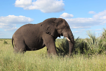 Obraz premium Afrikanischer Elefant / African elephant / Loxodonta africana