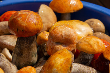 plucked mushrooms lie in the basin in the water. the harvest of mushrooms is washed in the pelvis.