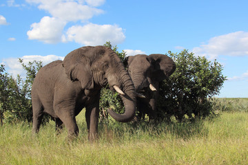 Afrikanischer Elefant / African elephant / Loxodonta africana