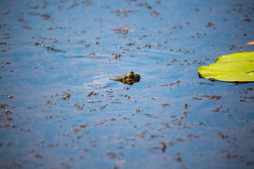 Frosch im Teich