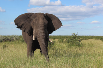 Afrikanischer Elefant / African elephant / Loxodonta africana
