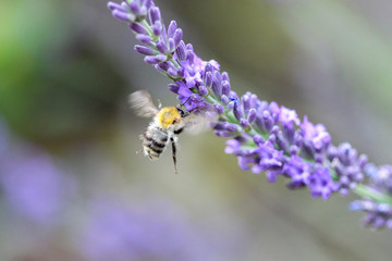 Biene beim Bestäuben einer Lavendel Blüte