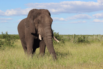 Afrikanischer Elefant / African elephant / Loxodonta africana