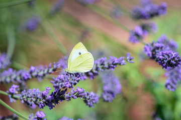 Kohlweißling Schmetterling (Pieris rapae) auf einer Lavendelblüte