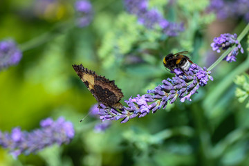 Schmetterling kleiner Fuchs (aglais urticae) und Hummel zusammen auf einer Lavendelblüte