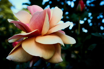 Rosa de colores al principio de primavera