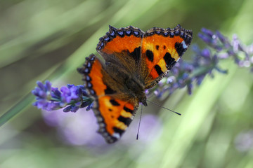 Schmetterling kleiner Fuchs (aglais urticae) auf einer Lavendelblüte