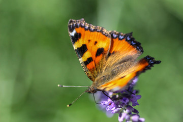 Fototapeta na wymiar Schmetterling kleiner Fuchs (aglais urticae) auf einer Lavendelblüte