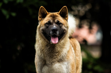 portrait of an American Akita dog on grass background