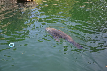 Harbor seal (Phoca vitulina)