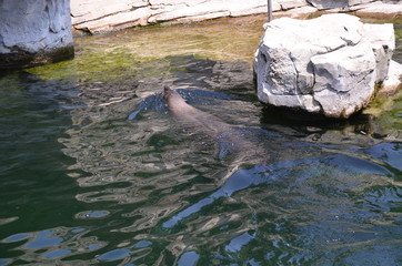 Harbor seal (Phoca vitulina)