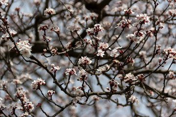 Branches with cherry blossom flowers blooming in spring