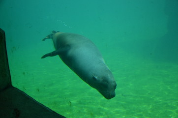 Harbor seal (Phoca vitulina)