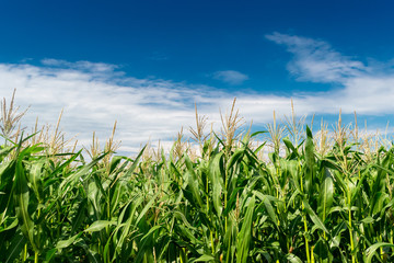 Green corn field