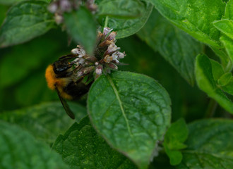 bumblebee at work