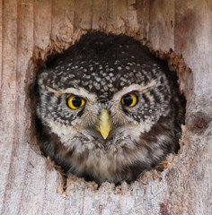 Sparrowl Owl