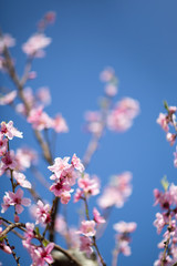 Cherry tree blossom (sakura), spring months.