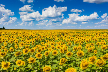 field of blooming sunflowers with blue sky on background