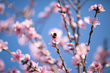 Bee is on the cherry tree blossom (sakura), spring months.