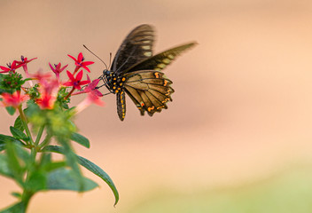 Polydamas Swallowtail Sipping Nectar From Red Penta Flower, Seminole, Florida