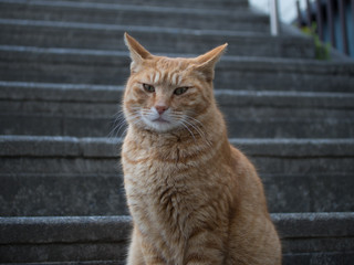 野良猫